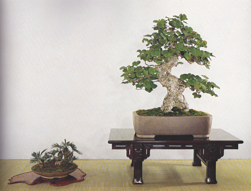 Okinawa BONSAI ART 145 03