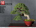 Bonsai in Brixen