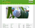 Die Myrte – Myrtus communis