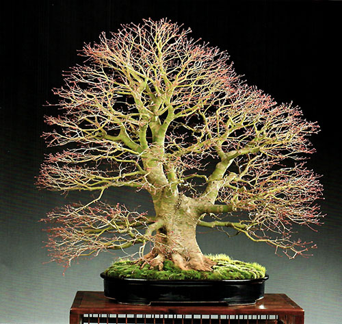 BONSAI ART AWARD 2020:  Fächer-Ahorn von Wilfried Nieswandt