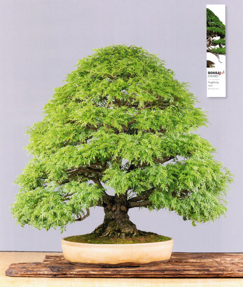 BONSAI ART AWARD 2022:  Zwergblauregen von Gerhard Gruber (AT)