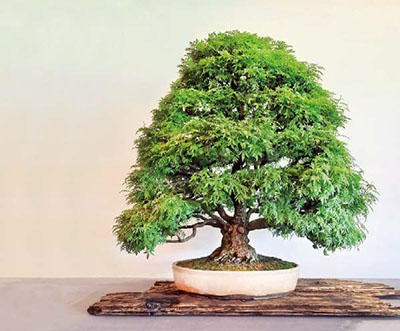 BONSAI ART AWARD 2022: Ein außergewöhnlicher Zwergblauregen