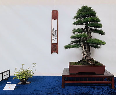 BONSAI ART AWARD 2022: Die Europäische Lärche (Larix decidua) von Manfred Jochum erhielt auf der vierten Ausgabe der „3 Nations Bonsai“-Ausstellung im August 2022 einen BONSAI ART Award und den 2. Platz in der Kategorie Dai-Bonsai Koniferen