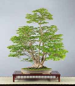 Bonsai-Faszinationen 2018 in Augsburg