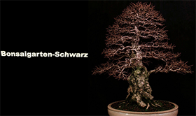 Bonsaigarten  Schwarz
Inh. Benjamin Schwarz