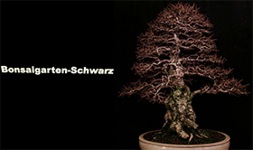 Bonsaigarten  Schwarz
Inh. Benjamin Schwarz