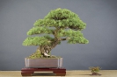 Bonsai Challenge 2008_11