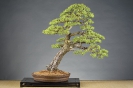 Bonsai Challenge 2008_13