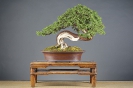 Bonsai Challenge 2008_14