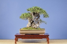 Bonsai Challenge 2008_16