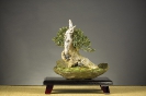 Bonsai Challenge 2008_3