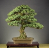 Bonsai Challenge 2008_4