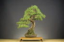 Bonsai Challenge 2008_5