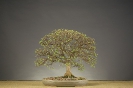 Bonsai Challenge 2008_6