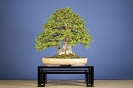 Bonsai Challenge 2008_8