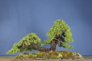 Bonsai Challenge 2008_9
