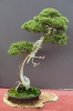 Der Bonsaiarbeitskreis Weserbergland richtete 2017 die BCD Bundesversammlung im Weserbergland Zentrum in Hameln aus. Die [SHOHIN PASSION] 2017 findet diesmal im Rahmen der Bundesversammlung des Bonsai-Club Deutschland in Hameln im Weserbergland Zentrum statt. Fotos: Anke Sundermeier - foto&grafik_40