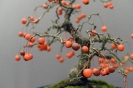 Der Bonsaiarbeitskreis Weserbergland richtete 2017 die BCD Bundesversammlung im Weserbergland Zentrum in Hameln aus. Die [SHOHIN PASSION] 2017 findet diesmal im Rahmen der Bundesversammlung des Bonsai-Club Deutschland in Hameln im Weserbergland Zentrum statt. Fotos: Anke Sundermeier - foto&grafik_42