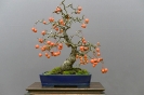 Der Bonsaiarbeitskreis Weserbergland richtete 2017 die BCD Bundesversammlung im Weserbergland Zentrum in Hameln aus. Die [SHOHIN PASSION] 2017 findet diesmal im Rahmen der Bundesversammlung des Bonsai-Club Deutschland in Hameln im Weserbergland Zentrum statt. Fotos: Anke Sundermeier - foto&grafik_44