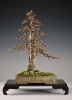 Noelanders Trophy 2010_15