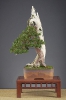 Noelanders Trophy 2010_21