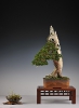 Noelanders Trophy 2010_22