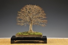 Noelanders Trophy 2011_11