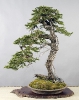 Yon Shun-ten 2010_22