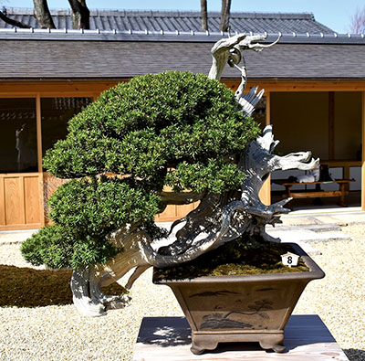 Japanische Eibe (Taxus cuspidata) mit dem Titel „Kirin“ (ein legendäres chinesisches Fabeltier, das einem Einhorn ähnelt). Diese Eibe zierte das offizielle Plakat der 8. World Bonsai Convention 2017 in Saitama