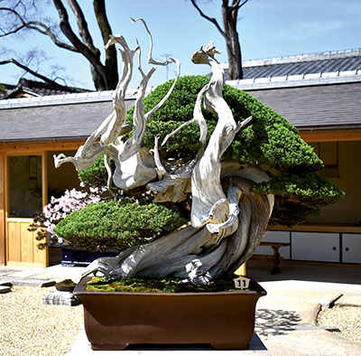 Chinesischer Wacholder (Juniperus chinensis) „Fujin“ (Gott des Windes) von Takashi Iura. Das geschätzte Alter dieses Baumes beträgt etwa 1.000 Jahre