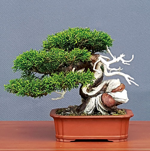 166 Shohin des Monats Juniperus w
