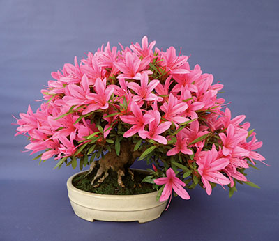 167 Shohin des Monats Satsuki Azalee