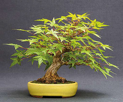 175 Shohin des Monats Fächer Ahorn Acer palmatum th