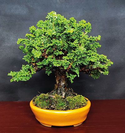 Shohin des Monats Januar / Februar 2023 – Hinoki-Scheinzypresse (Chamaecyparis obtusa ‚Chirimen‘)