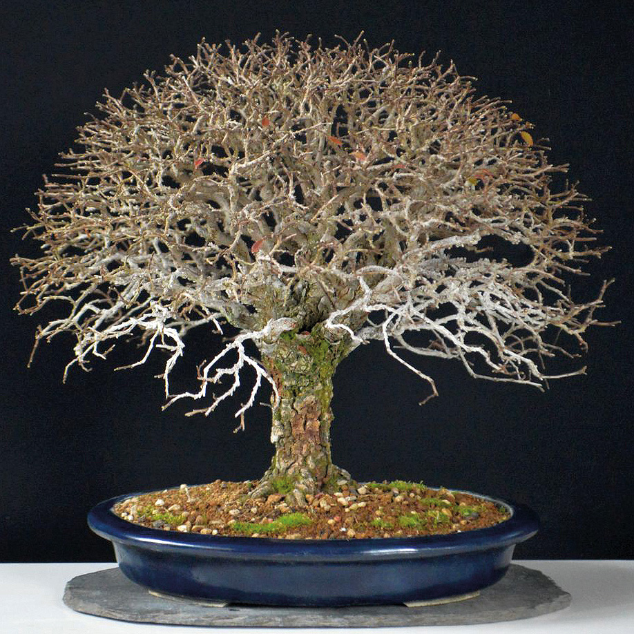 Shohin des Monats Januar / Feburar 2024: Chinesische Ulme (Ulmus parvifolia)