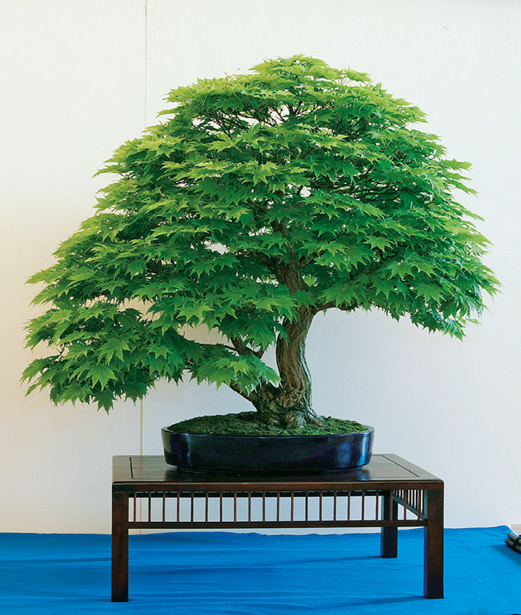  Titelbaum BONSAI ART 177: Siebolds-Ahorn (Acer sieboldianum)