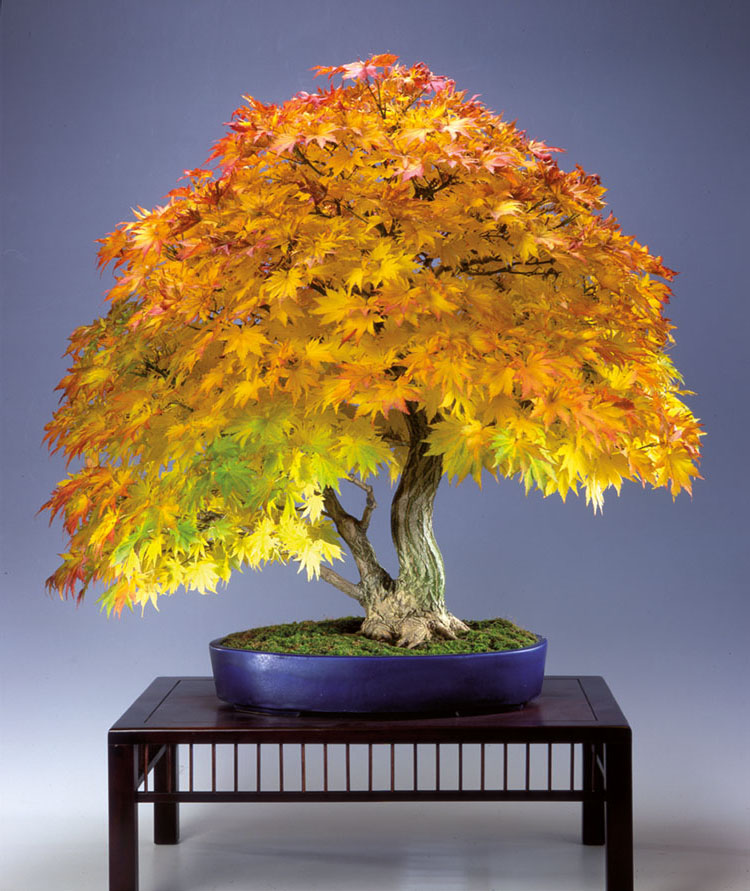  Titelbaum BONSAI ART 177: Siebolds-Ahorn (Acer sieboldianum)