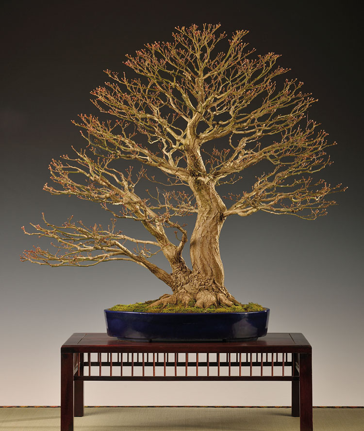 Titelbaum BONSAI ART 177: Siebolds-Ahorn (Acer sieboldianum)