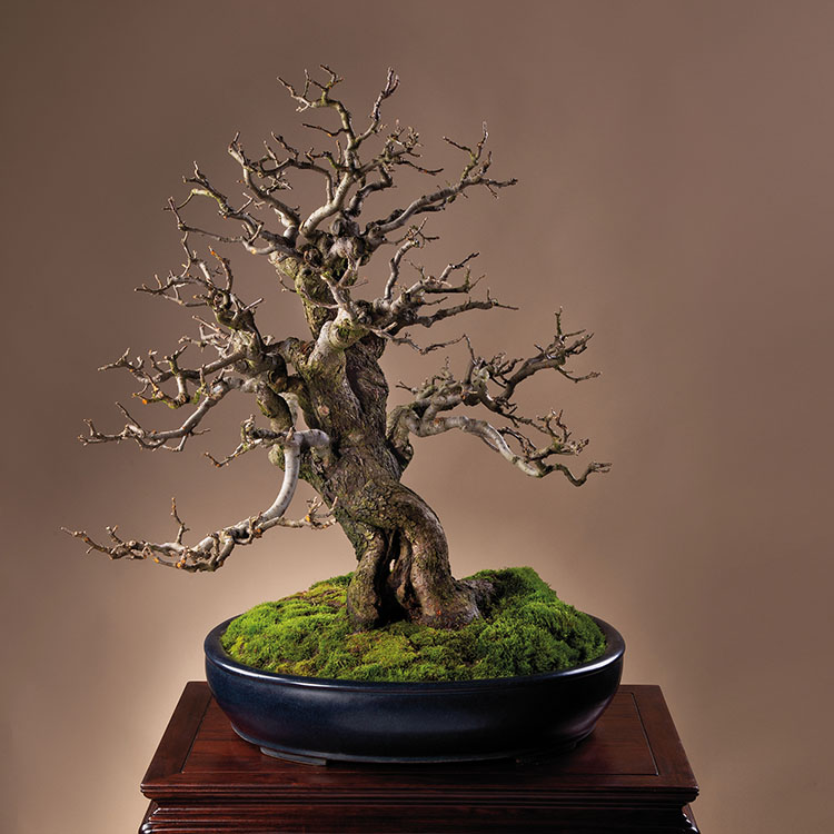  Titelbaum BONSAI ART 178: Strauch-Apfel (Malus toringo var. sargentii)
