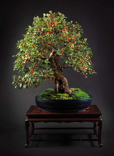 BONSAI ART 178: Unser Titelbaum -  Strauch-Apfel (Malus toringo var. sargentii)