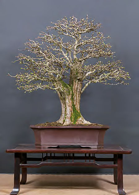 BONSAI ART 179: Unser Titelbaum Museums-Weißdorn mit zwei Gesichtern (Crataegus monogyna))