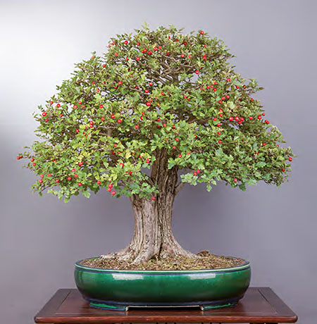 BONSAI ART 179: Unser Titelbaum Museums-Weißdorn mit zwei Gesichtern (Crataegus monogyna))