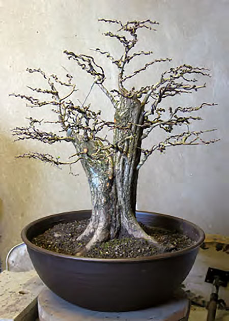 BONSAI ART 179: Unser Titelbaum Museums-Weißdorn mit zwei Gesichtern (Crataegus monogyna))