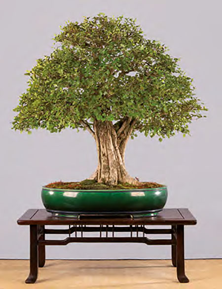 BONSAI ART 179: Unser Titelbaum Museums-Weißdorn mit zwei Gesichtern (Crataegus monogyna) 