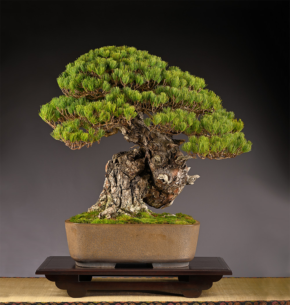 BONSAI ART 180: Unser Titelbaum Der Sumo-Ringer unter den Kiefern (Pinus parviflora))