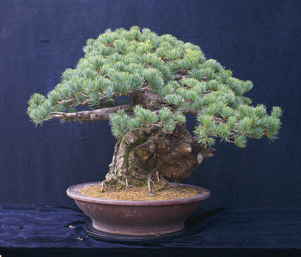 BONSAI ART 179: Unser Titelbaum Der Sumo-Ringer unter den Kiefern (Pinus parviflora))