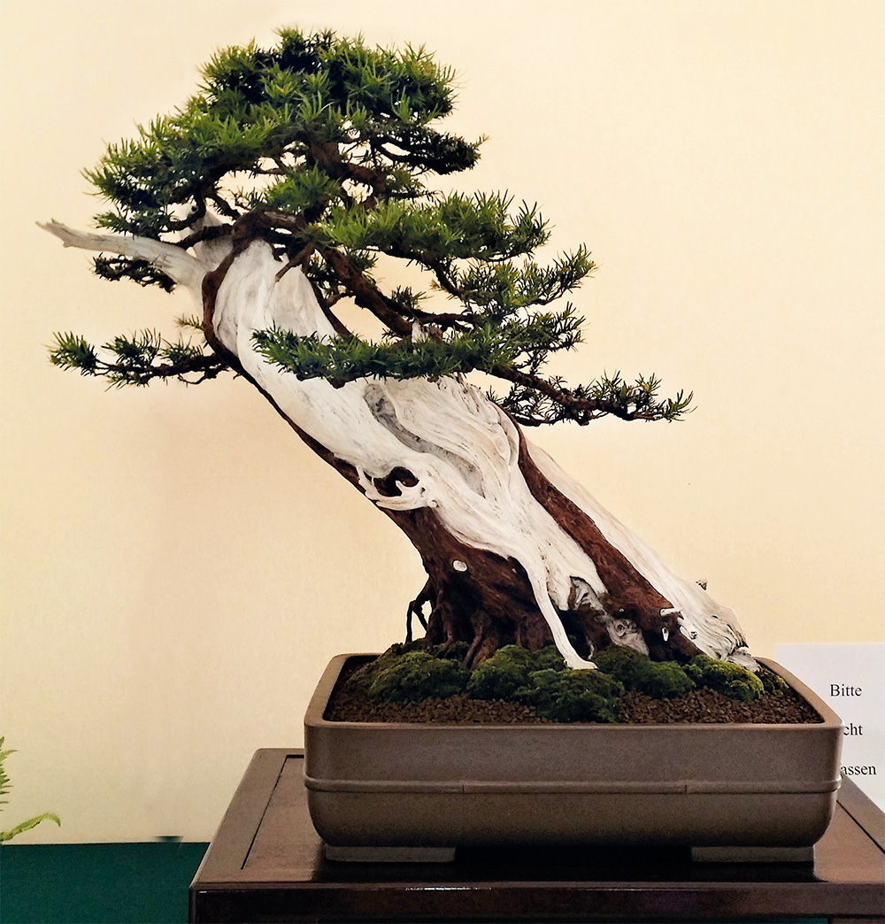BONSAI ART 182: Unser Titelbaum Europäische Eiche (Taxus baccata)