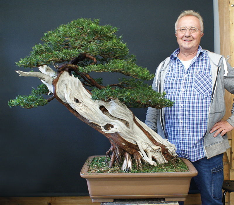 BONSAI ART 182: Unser Titelbaum Europäische Eiche (Taxus baccata)