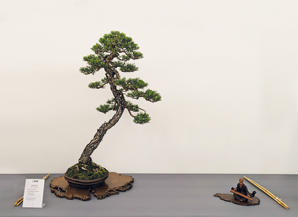 BONSAI ART 188: Unser Titelbaum Wald-Kiefer (Pinus sylvestris)