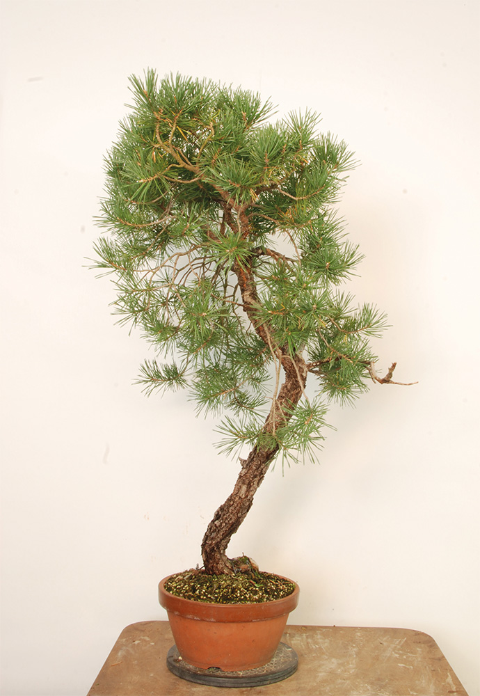 BONSAI ART 189: Unser Titelbaum Wald-Kiefer (Pinus sylvestris)